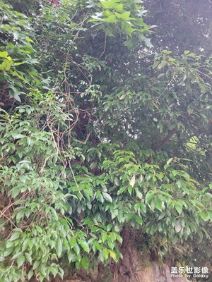 【難忘2022】小樹