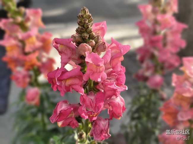 #冬日色彩——不知名的花