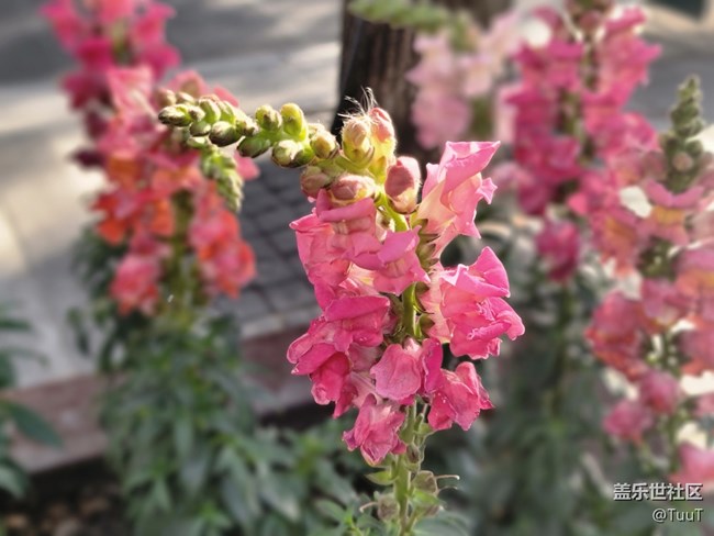 #冬日色彩——不知名的花