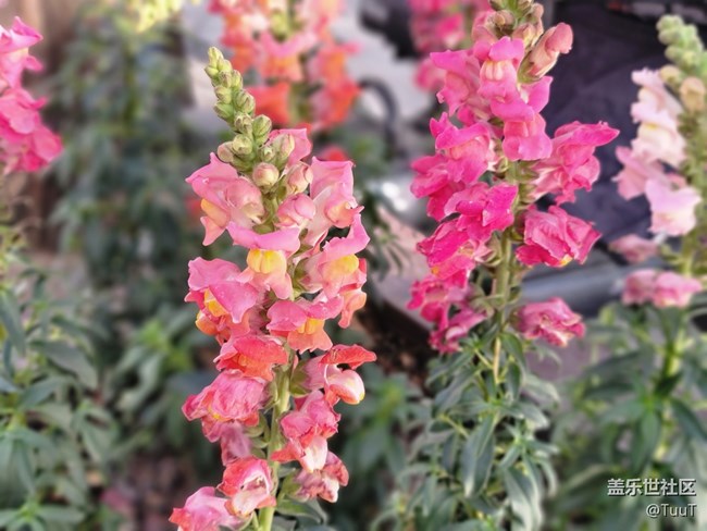 #冬日色彩——不知名的花