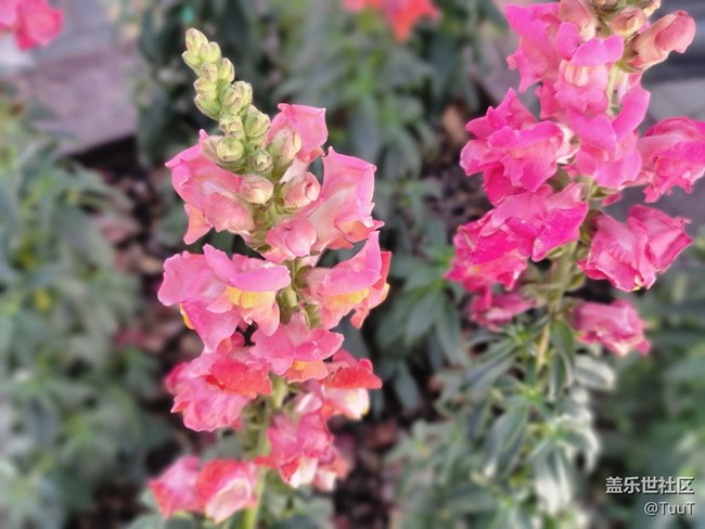 #冬日色彩——不知名的花