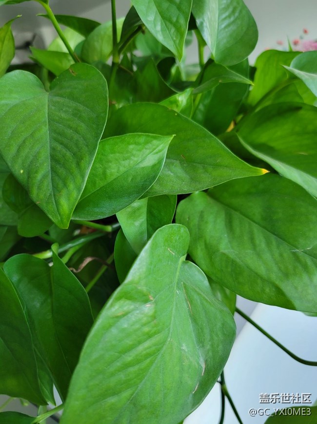 自己手里的三星是世界的三星