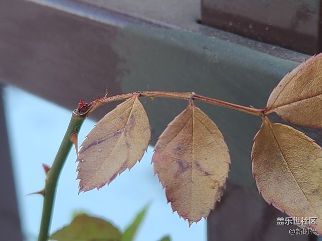 【冬日暖陽】葉子