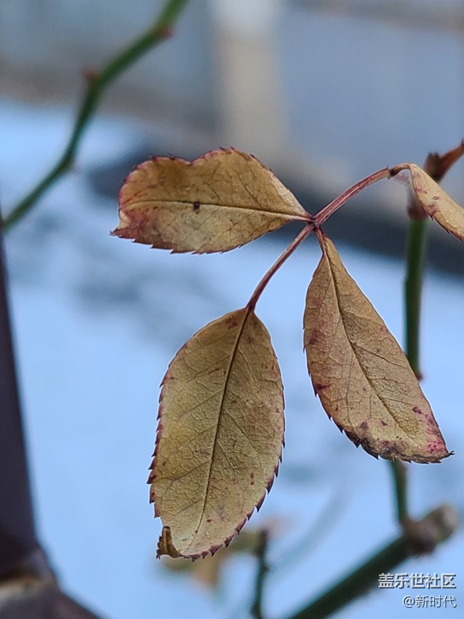 【冬日暖陽】葉子