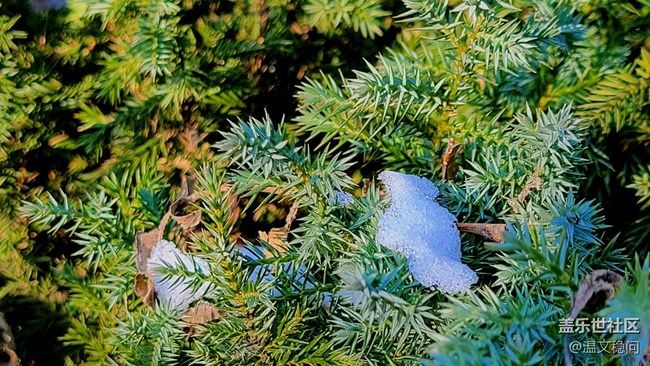 【冬日暖陽(yáng)】松葉與雪花