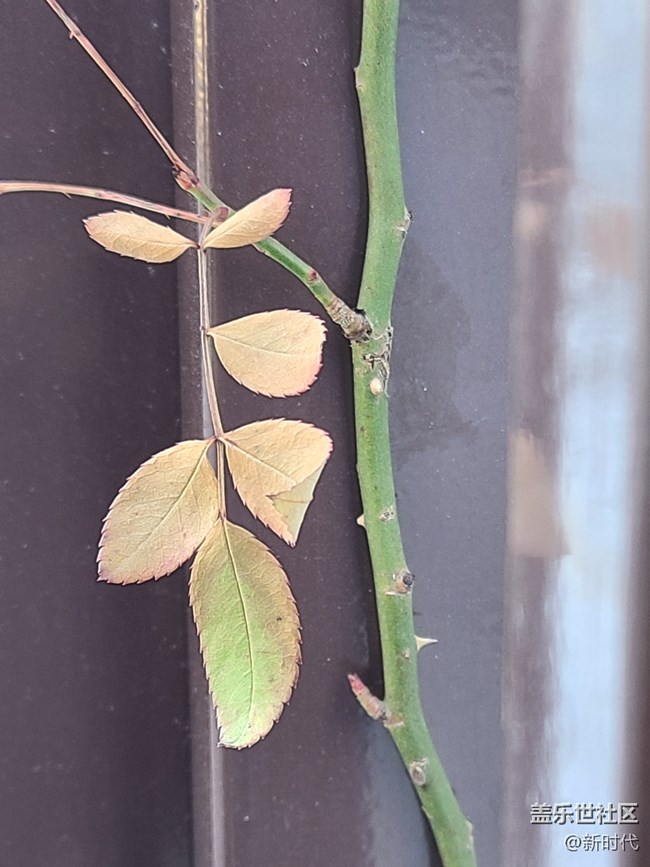 【冬日暖陽】葉子