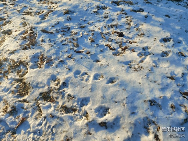 【冬日暖陽】禿樹也溫暖