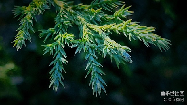 【冬日暖陽(yáng)】松葉與雪花