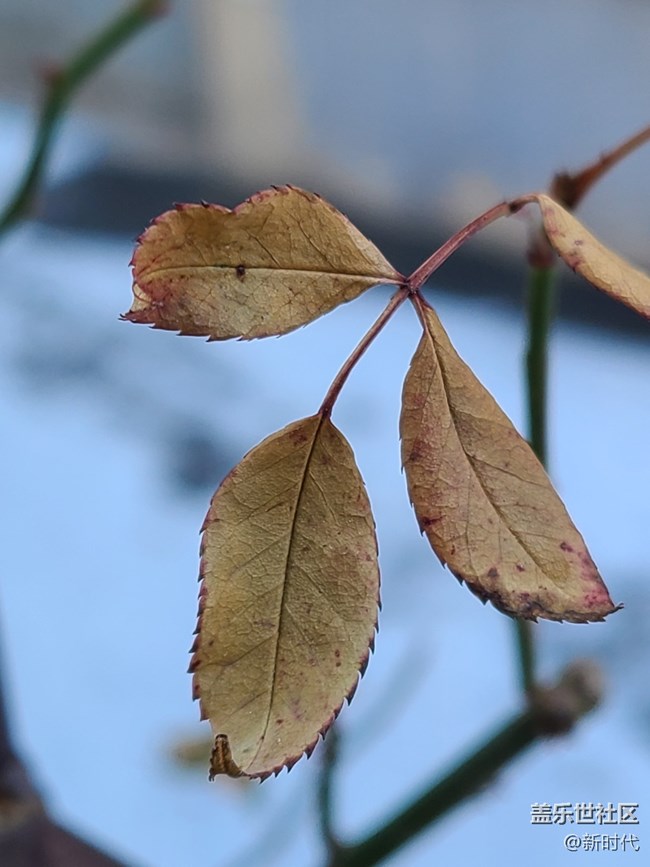 【冬日暖陽】葉子