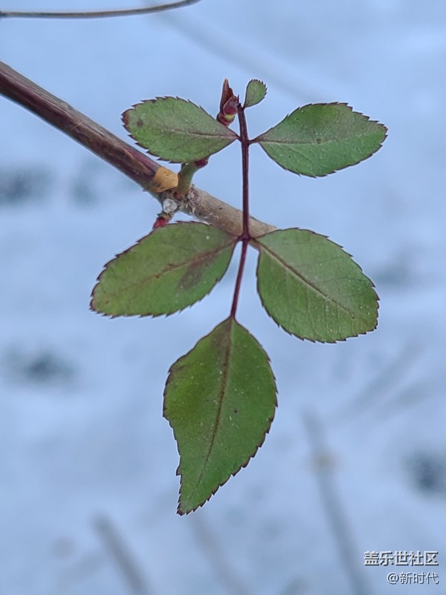 【冬日暖陽】葉子