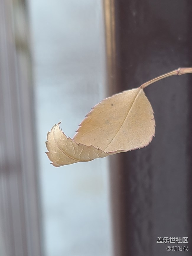 【冬日暖陽】葉子