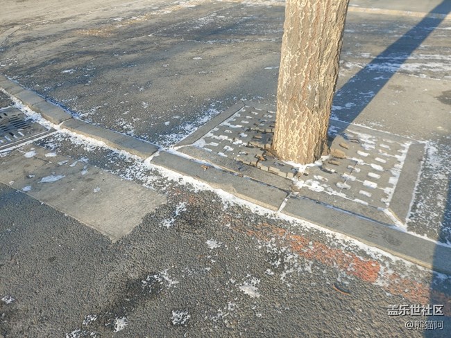 【冬日暖陽】禿樹也溫暖