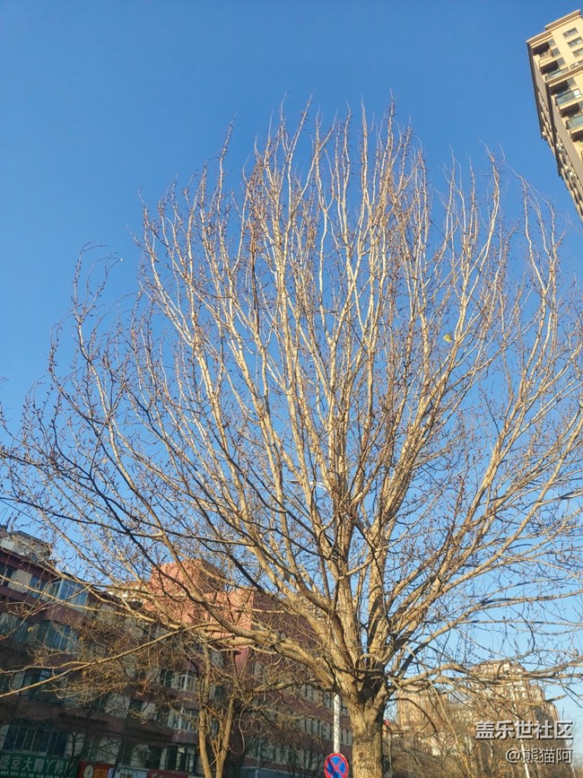 【冬日暖陽】禿樹也溫暖