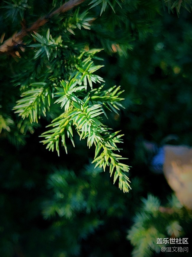 【冬日暖陽(yáng)】松葉與雪花