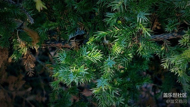 【冬日暖陽(yáng)】松葉與雪花
