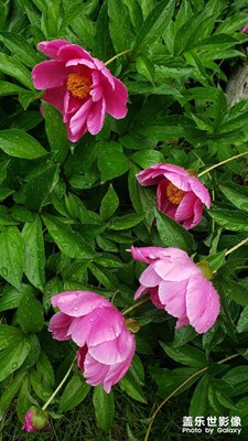 【難忘2022】花開富貴