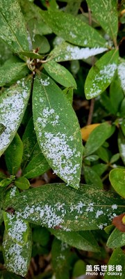 第一場(chǎng)雪