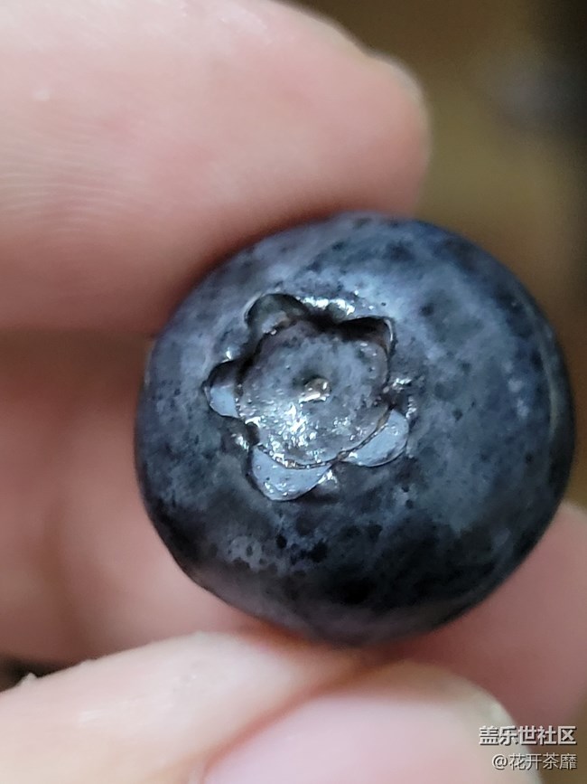 【打卡精彩生活】吃藍莓