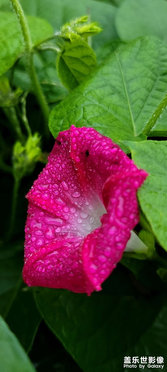 《每周星鮮事》 第130期: 《每周星鮮事》 第130期: