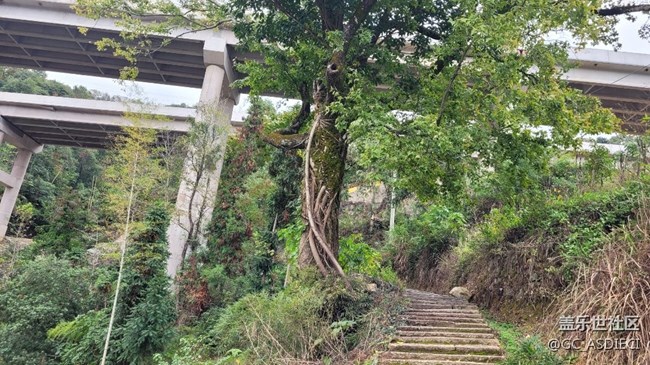 #冬日色彩——滄桑古樹