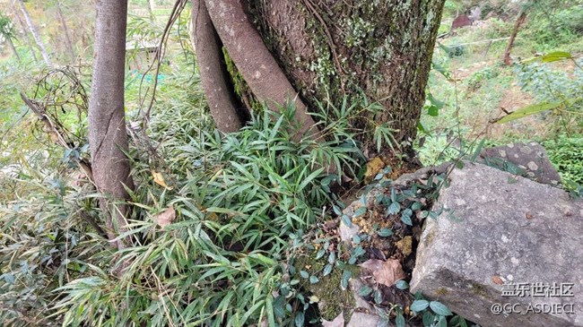 #冬日色彩——滄桑古樹