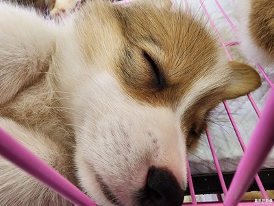 【新生活】+躺平的萌寵