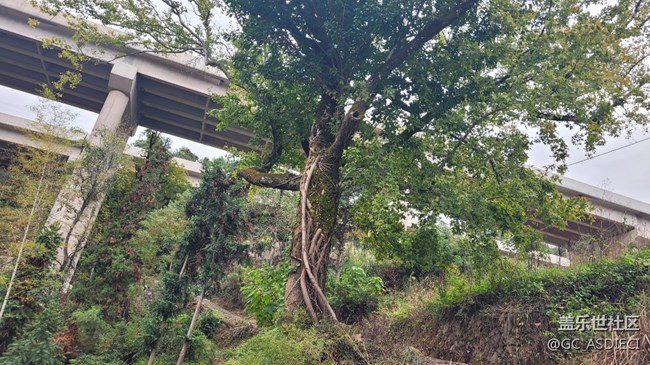 #冬日色彩——滄桑古樹