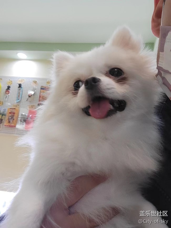 十一假期與星部落一起擼狗