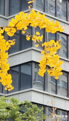 幾蝶銀杏