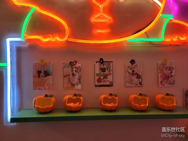 十一假期與星部落一起擼狗