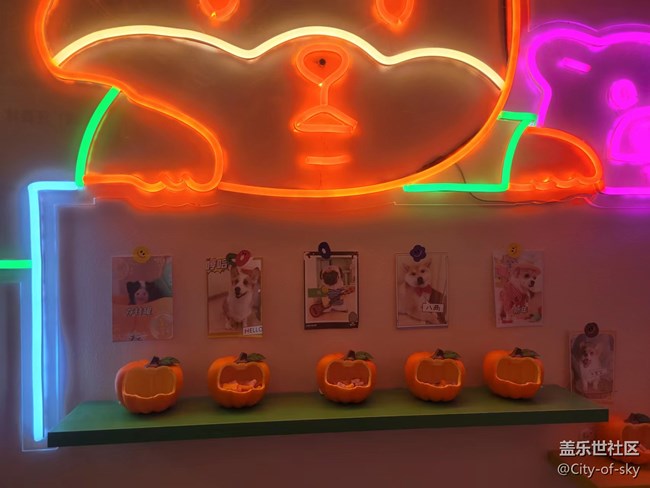 十一假期與星部落一起擼狗