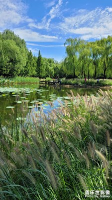 森林公園