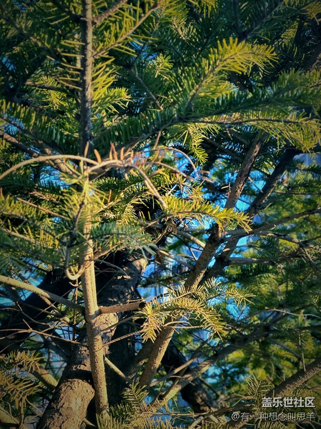 辭舊迎新 歲月長(zhǎng)青