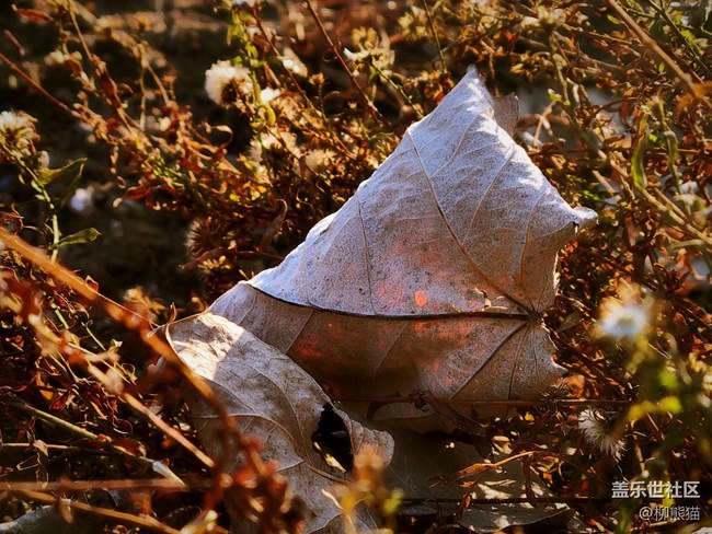 【辭舊迎新】五里河公園