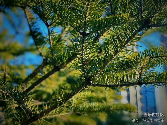 辭舊迎新 歲月長(zhǎng)青