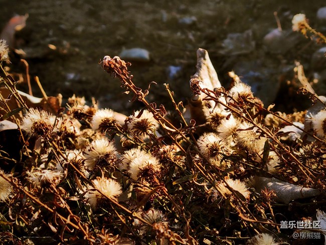 【辭舊迎新】五里河公園