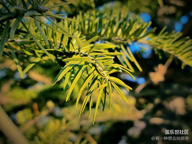 辭舊迎新 歲月長(zhǎng)青