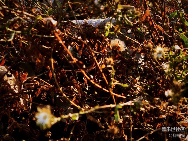 【辭舊迎新】五里河公園