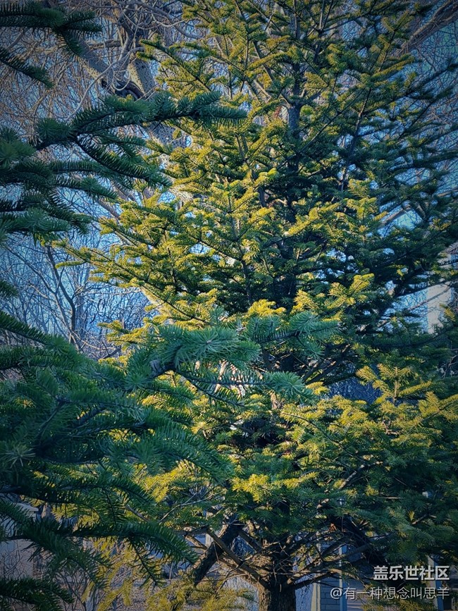 辭舊迎新 歲月長(zhǎng)青