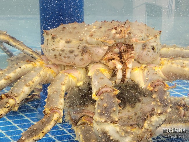 【打卡精彩生活】逛海鮮市場