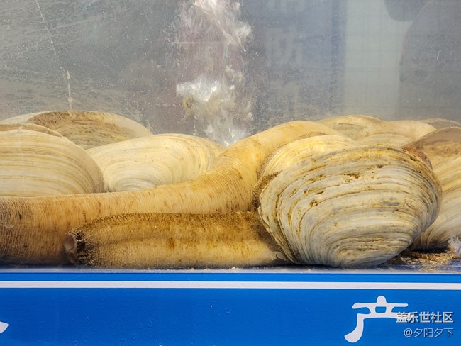 【打卡精彩生活】逛海鮮市場