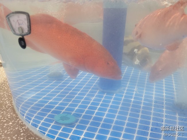 【打卡精彩生活】逛海鮮市場