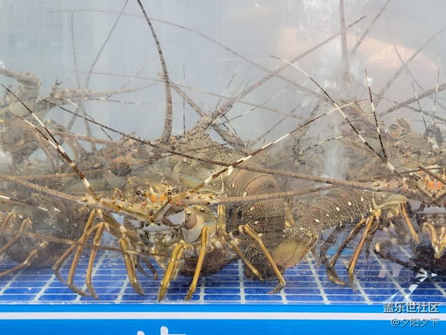 【打卡精彩生活】逛海鮮市場