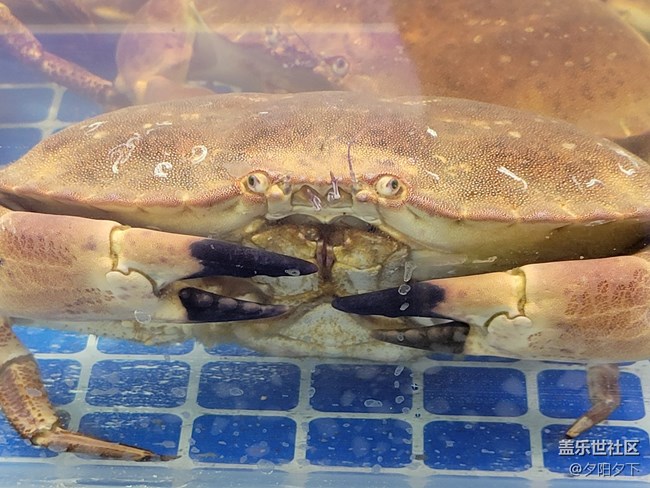 【打卡精彩生活】逛海鮮市場