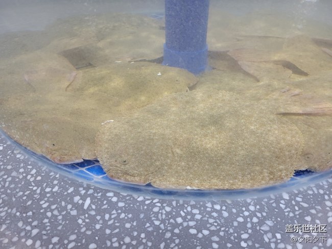 【打卡精彩生活】逛海鮮市場