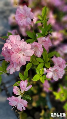 【喜迎新年】花繁葉落又一年