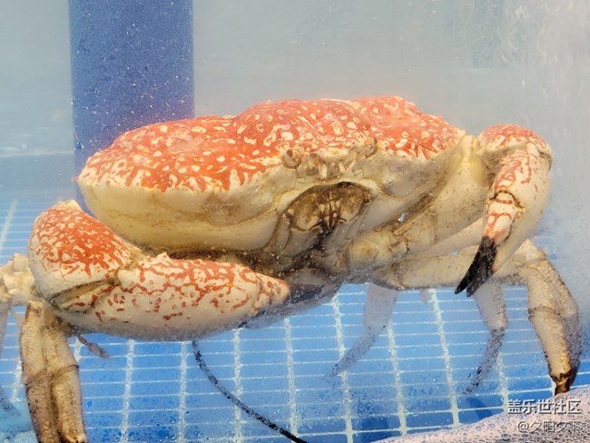 【打卡精彩生活】逛海鮮市場