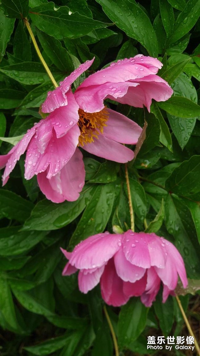 《每周星鮮事》 第131期: