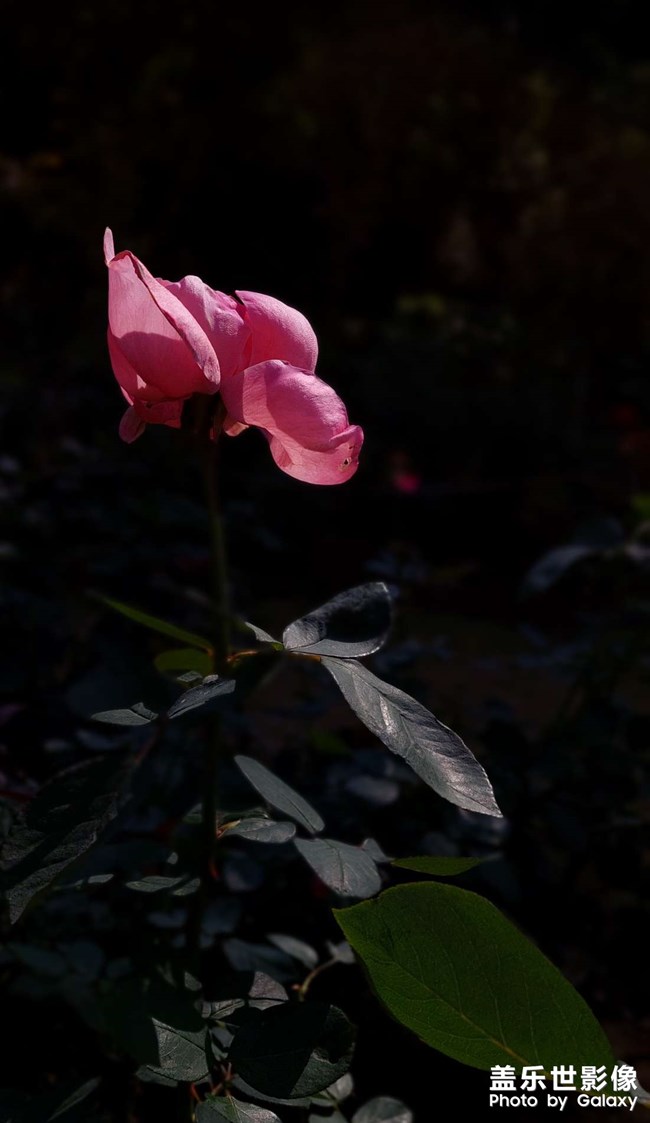 《每周星鮮事》 第131期: