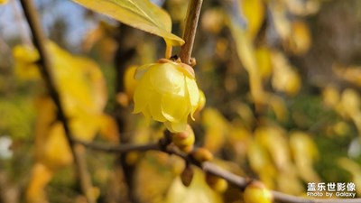 【新年好】+臘梅迎春